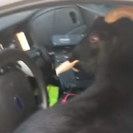 Hilarious Video Shows Goats Breaking Into Deputy’s Patrol Car and Eating Police Paperwork