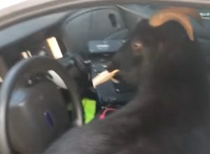 Hilarious Video Shows Goats Breaking Into Deputy’s Patrol Car and Eating Police Paperwork