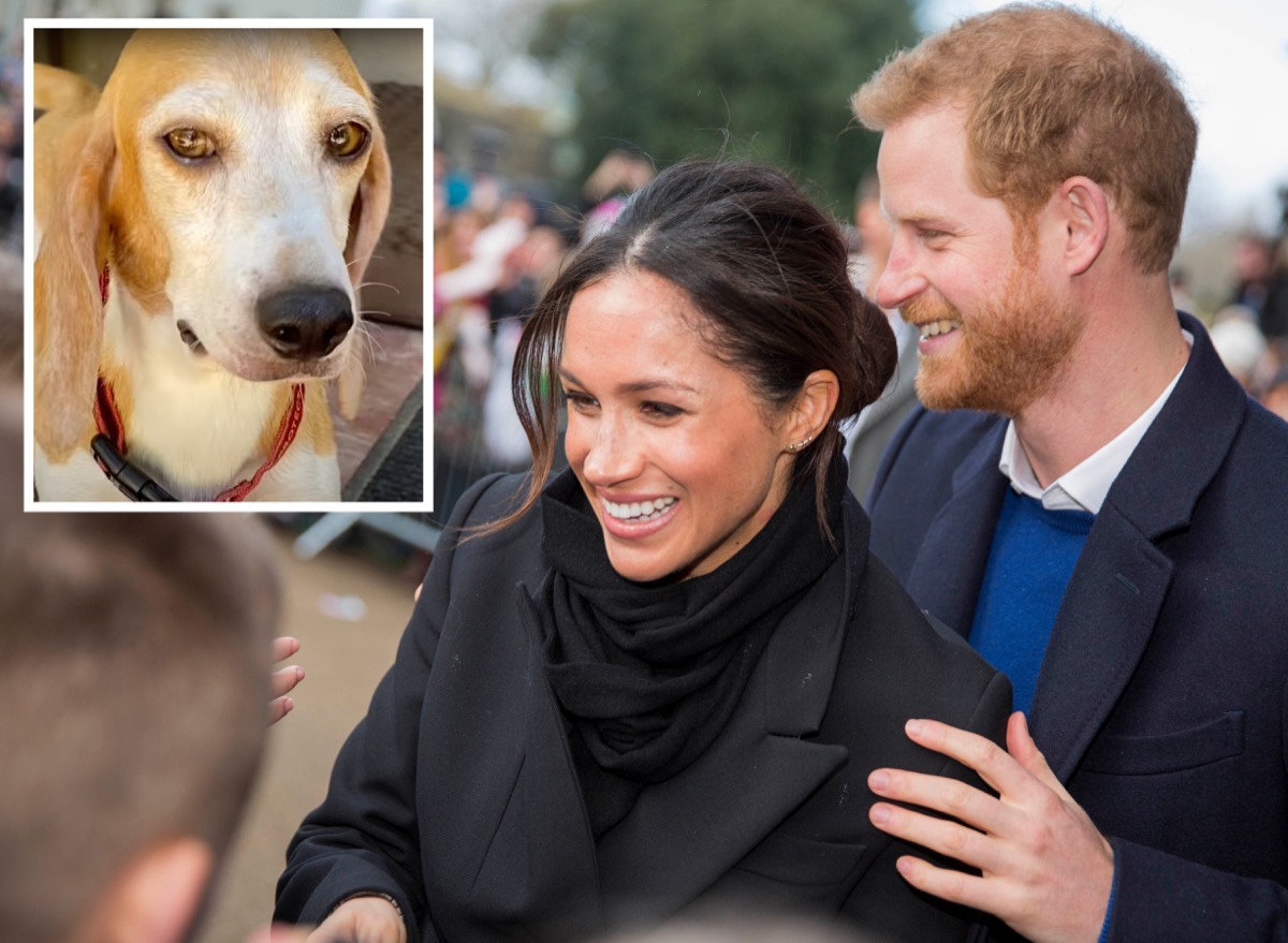 Meet Prince Harry and Meghan Markle’s New Dog, Mamma Mia