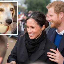 Prince Harry, Meghan Markle and their newly adopted dog Mamma Mia.