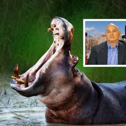 Hippopotamus and Paul Templer