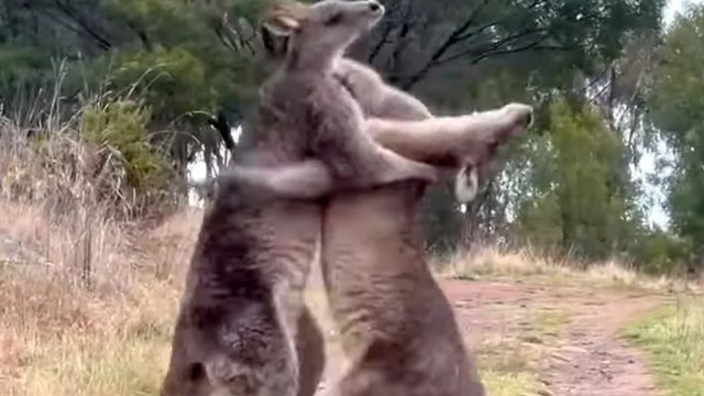 Kangaroo main2