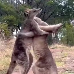 Video Shows Two Kangaroos Fighting Like WWE Wrestlers in a Video Game