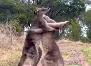 Video Shows Two Kangaroos Fighting Like WWE Wrestlers in a Video Game