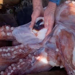Video Shows Terrifying 14-Foot “Kraken” Squid Washed Up on Beach
