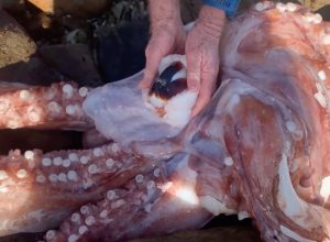 Video Shows Terrifying 14-Foot “Kraken” Squid Washed Up on Beach
