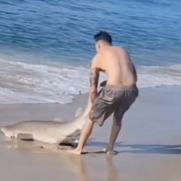 Shocking Video Shows Man Wrestling Shark With His Bare Hands on Popular Beach