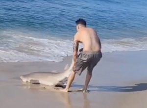 Shocking Video Shows Man Wrestling Shark With His Bare Hands on Popular Beach