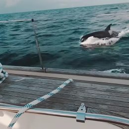 Video Shows Killer Whale Gang Attacking and Ramming Boats