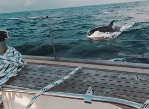 Video Shows Killer Whale Gang Attacking and Ramming Boats