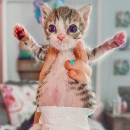 Aoife, disabled cat.