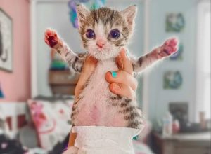 Aoife, disabled cat.