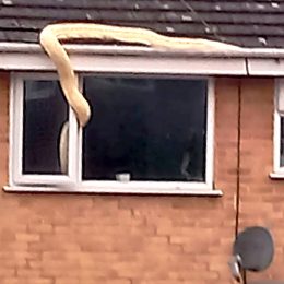18-Foot Python Slithers Into Bedroom Window, Alarming Family. “It Was Massive.”