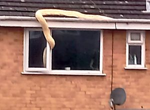 18-Foot Python Slithers Into Bedroom Window, Alarming Family. “It Was Massive.”
