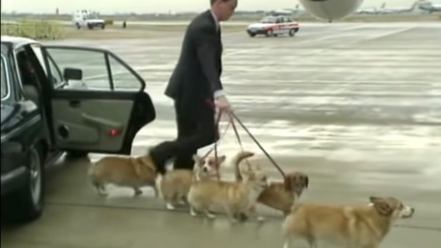 Queens corgis escorted to an airplane.