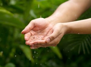 Rain water drop to cupped hand with green nature background metaphor abundance of freshwater and nature. Ecosystem and sustainable lifestyle.