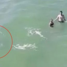 Video Captures Moment When Giant 7-Foot Shark Swims Up to Clueless Swimmers