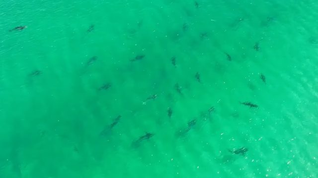 Group of sharks in water.