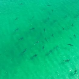 Group of sharks in water.