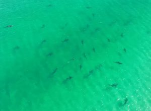 Group of sharks in water.