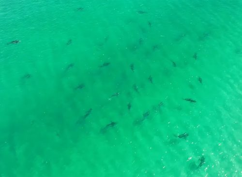 Group of sharks in water.