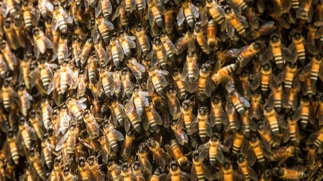 Bee,Swarm,Close,Up,Photo,asiatic,Honey,Bee,,Apis,Cerana,,Wild