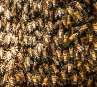 Man and His Dog Swarmed by 1,000 Killer Bees