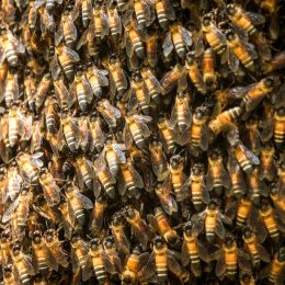 Man and His Dog Swarmed by 1,000 Killer Bees