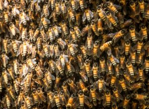 Man and His Dog Swarmed by 1,000 Killer Bees