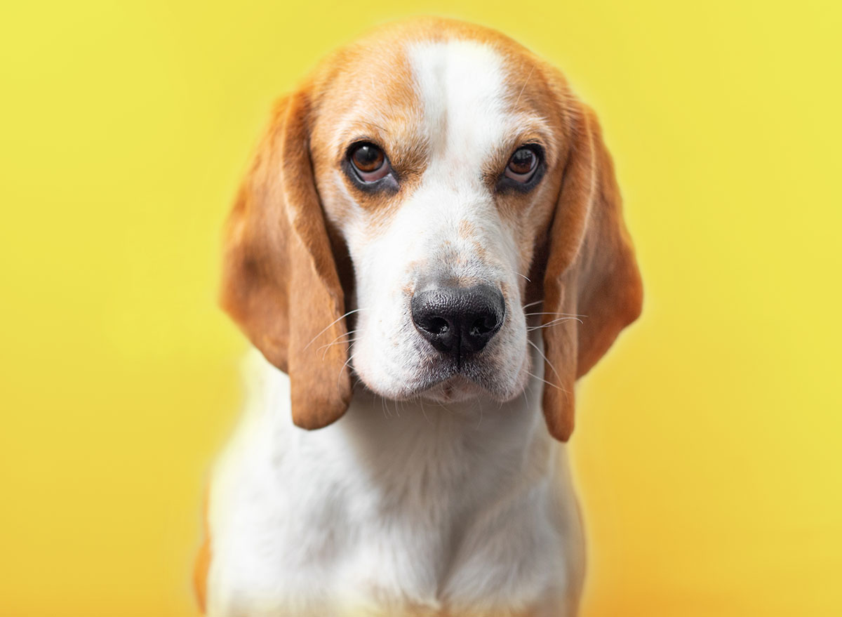 11 Ways Your Dog Makes You Sick