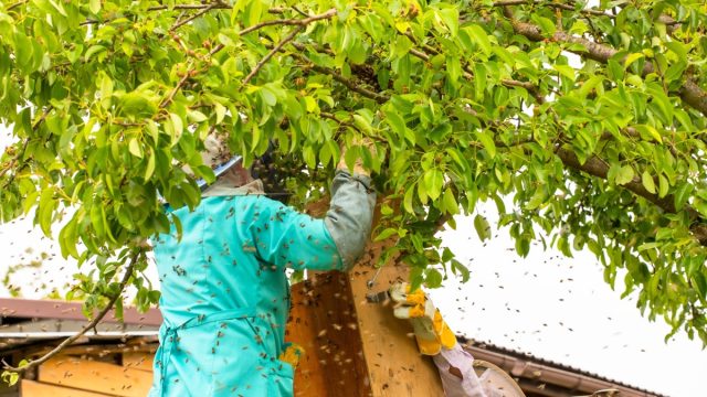 Beekeepers,Catch,A,Bee,Swarm,With,A,Queen,On,A