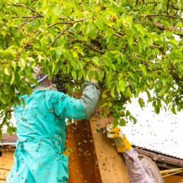 Man Gets Stung 20,000 Times Cutting Into Bees’ Nest While Tree Trimming