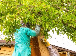 Man Gets Stung 20,000 Times Cutting Into Bees’ Nest While Tree Trimming