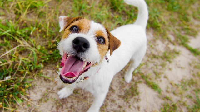 Cute,Barking,Dog,Jack Russell terrier