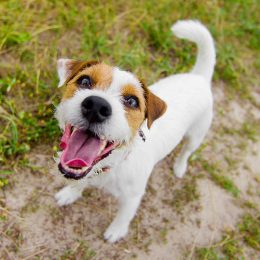 Jack Russell Terrier Saves Owner From Bear Attack Thanks to “Ninja Moves”