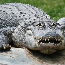 12-Foot "Bull" Alligator Killed