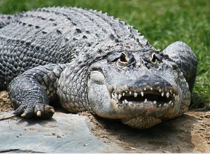 12-Foot "Bull" Alligator Killed