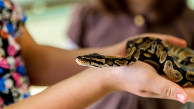 A young girl holds a small ball python