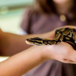 A young girl holds a small ball python