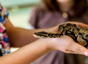 A young girl holds a small ball python