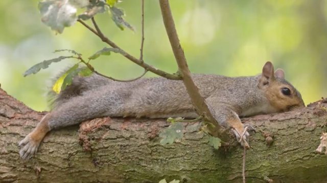 squirrels keep cool by splooting