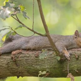squirrels keep cool by splooting