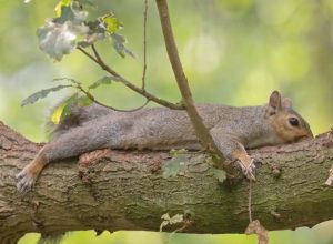 squirrels keep cool by splooting