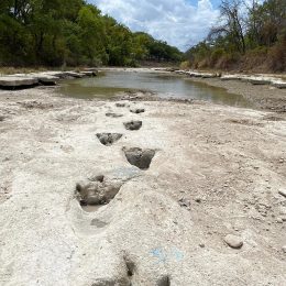 Video Shows Giant Dinosaur Tracks Discovered in Texas Riverbed Dried by Drought