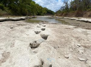 Video Shows Giant Dinosaur Tracks Discovered in Texas Riverbed Dried by Drought