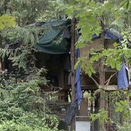 People Living in Massive Treehouse are “Terrorizing” Neighbors
