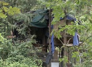People Living in Massive Treehouse are “Terrorizing” Neighbors