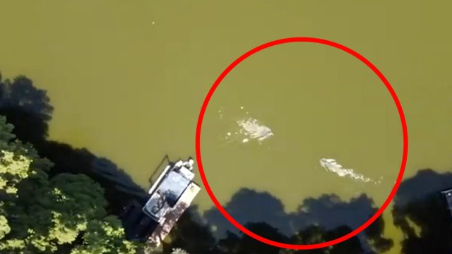 Alligator attack of triathlete swimming in preparation for event is visible in drone footage taken above Lake Thonotosassa, FL