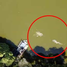 Alligator attack of triathlete swimming in preparation for event is visible in drone footage taken above Lake Thonotosassa, FL