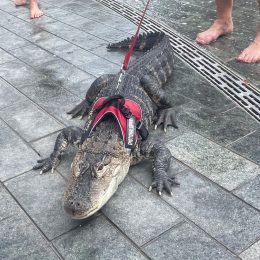 Video Shows Emotional Support Alligator in Philadelphia Park. “He Sleeps With Me, Steals My Pillows, Steals My Blankets.”